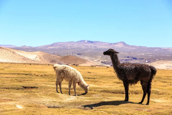 Lamas de pie en un hermoso paisaje altiplano sudamericano — Foto de Stock