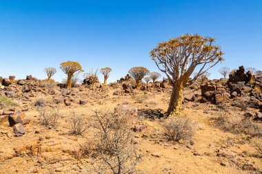 Titrek ağaç ormanı, ya da aloe ikilemi, Keetmanshoop, Namibya