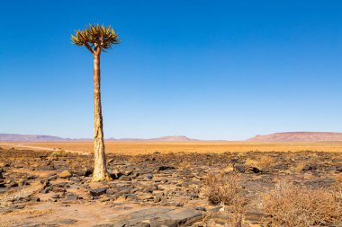 Titrek ağaç ormanı, ya da aloe ikilemi, Keetmanshoop, Namibya