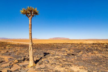 Titrek ağaç ormanı, ya da aloe ikilemi, Keetmanshoop, Namibya