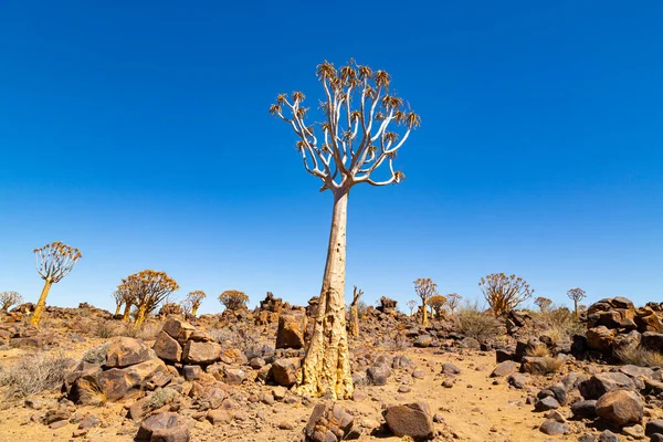 Les Toulců Nebo Aloe Dichotoma Keetmanshoop Namibie — Stock fotografie