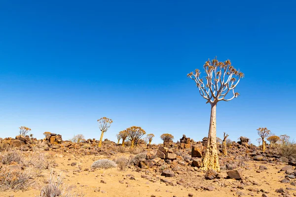 Quiver Tree Forest Aloe Dichotoma Keetmanshoop Namibia — Stock Photo, Image