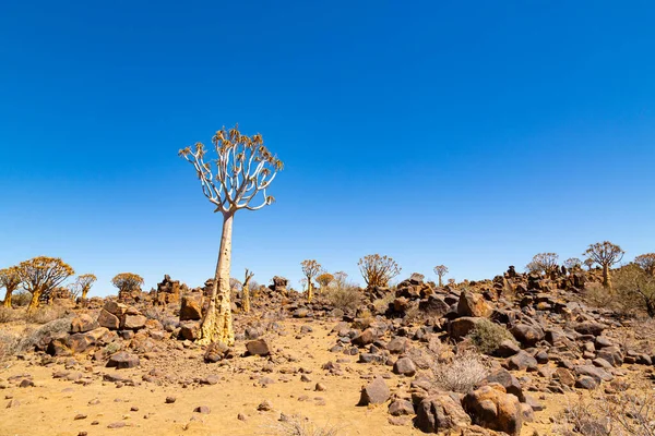 ナミビアのキートマンショップの木の森やアロエ ディコトマ — ストック写真