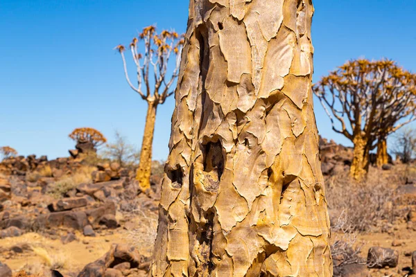 纳米比亚Keetmanshoop的颤栗树森林 或Aloe Dichotoma — 图库照片