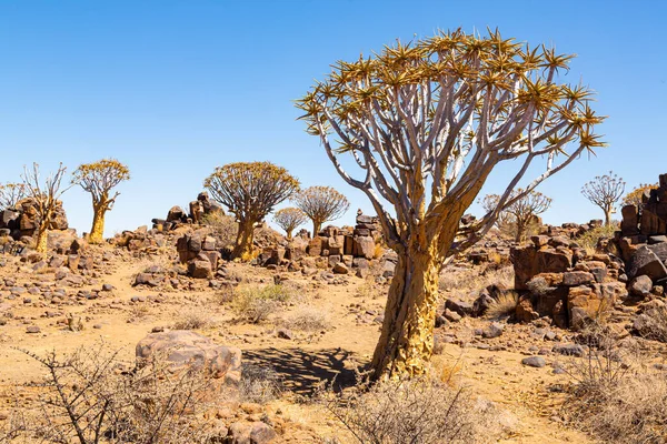 Foresta Faretre Dicotoma Aloe Keetmanshoop Namibia — Foto Stock