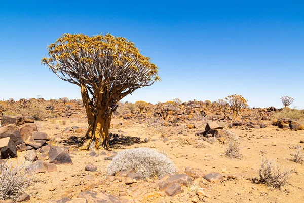 Quiver Tree Forest Aloe Dichotoma Keetmanshoop Namibia — Stock Photo, Image