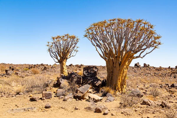 Quiver Tree Forest Aloe Dichotoma Keetmanshoop Namibia — Stock Photo, Image