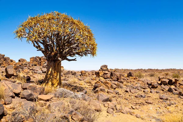 Les Toulců Nebo Aloe Dichotoma Keetmanshoop Namibie — Stock fotografie