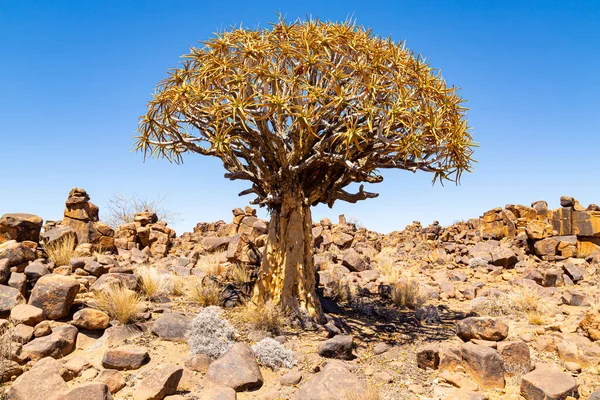 Las Kędzierzawy Lub Dychotoma Aloesu Keetmanshoop Namibia — Zdjęcie stockowe