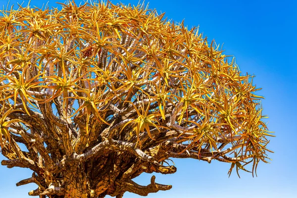 Detalle Copa Del Árbol Del Carcaj Dichotoma Aloe Keetmanshoop Namibia —  Fotos de Stock