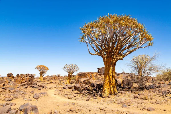 Foresta Faretre Dicotoma Aloe Keetmanshoop Namibia — Foto Stock