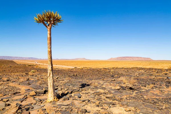 Quiver Tree Forest Aloe Dichotoma Keetmanshoop Namibia — Stock Photo, Image