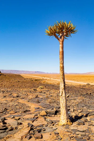 Quiver Tree Forest Aloe Dichotoma Keetmanshoop Namibia — Stock Photo, Image