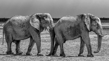 Kuru Afrika çöllerinde yürüyen bir fil.