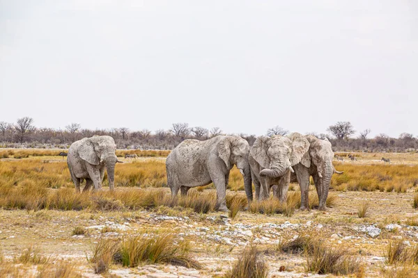 Manada Elefantes Caminando Desierto África Seca —  Fotos de Stock