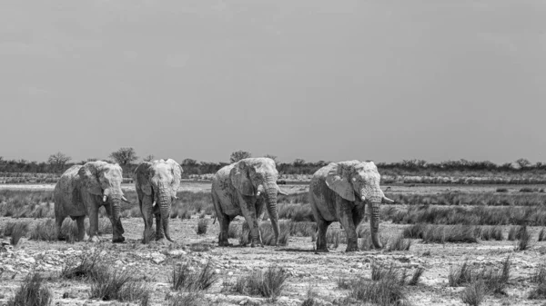 Afrika Nın Kurak Çöllerinde Yürüyen Fil Sürüsü — Stok fotoğraf