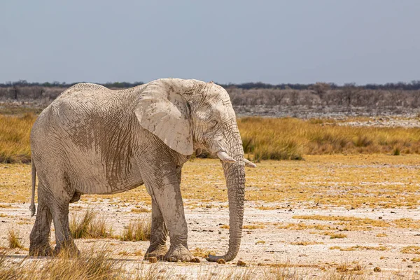 Slon Kráčí Suché Africké Divočině — Stock fotografie