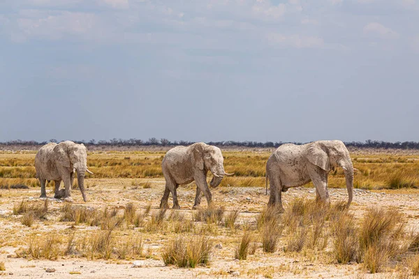 Elephant Herd Walking Dry African Wilderness — Stock Photo, Image