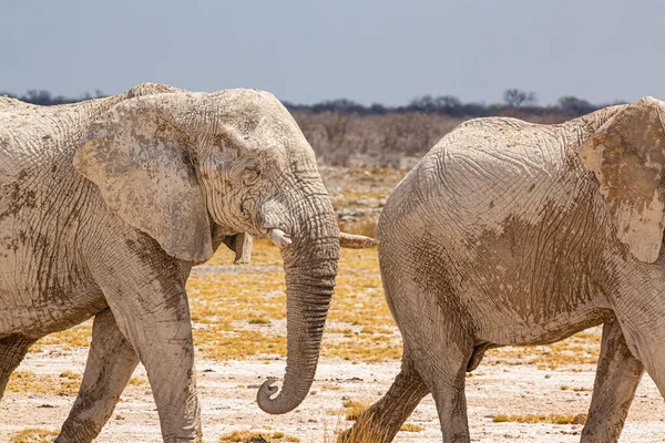 Troupeau Éléphants Marchant Dans Nature Africaine Sèche — Photo