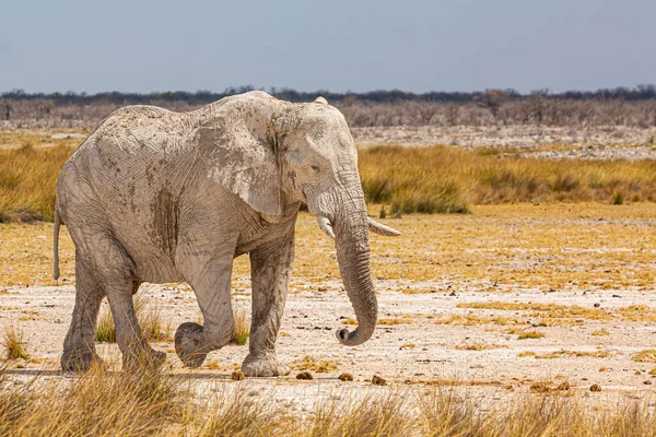 Слон Ходит Сухой Африканской Пустыне — стоковое фото