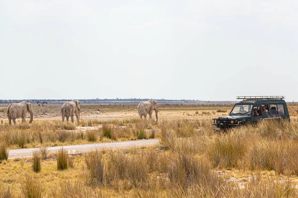 Manada Elefantes Caminando Desierto África Seca —  Fotos de Stock