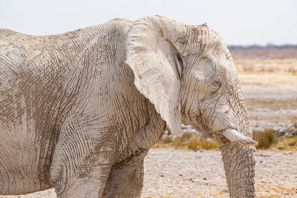 Éléphant Marchant Dans Nature Africaine Sèche — Photo