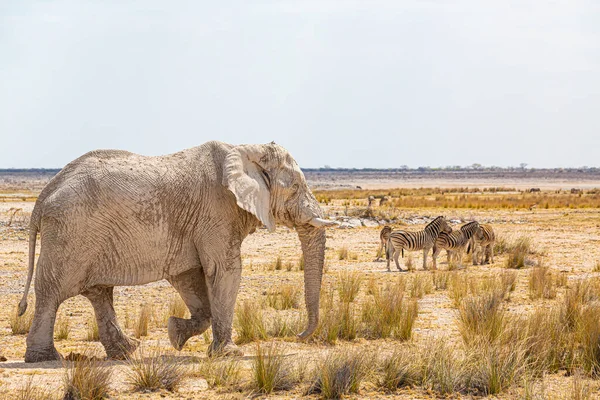 Éléphant Marchant Dans Nature Africaine Sèche — Photo