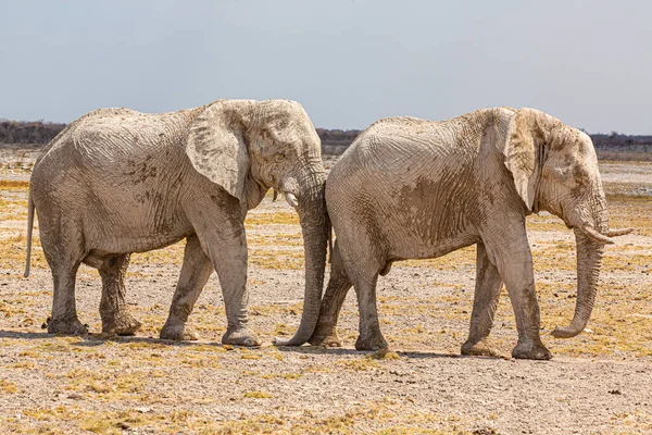 Troupeau Éléphants Marchant Dans Nature Africaine Sèche — Photo