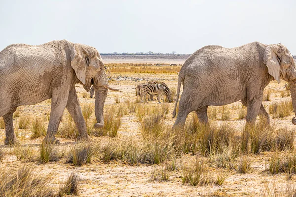 Elefantenherde Wandert Der Trockenen Afrikanischen Wildnis — Stockfoto