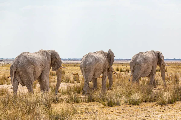 Sloní Stádo Kráčející Suché Africké Divočině — Stock fotografie