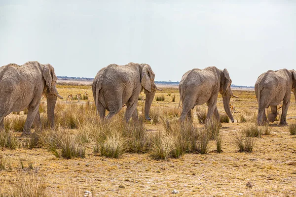 Elefantenherde Wandert Der Trockenen Afrikanischen Wildnis — Stockfoto