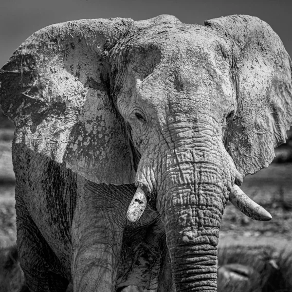 Kuru Afrika Çöllerinde Yürüyen Bir Fil — Stok fotoğraf