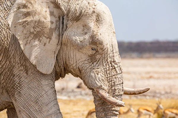 Kuru Afrika Çöllerinde Yürüyen Bir Fil — Stok fotoğraf