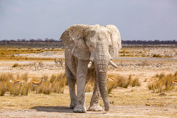 Éléphant Marchant Dans Nature Africaine Sèche — Photo