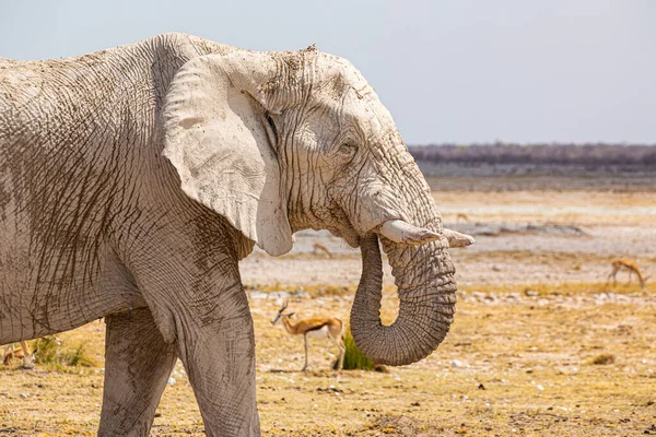 Elefante Caminando Desierto Africano Seco —  Fotos de Stock
