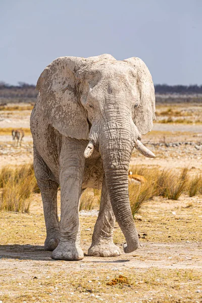 Éléphant Marchant Dans Nature Africaine Sèche — Photo