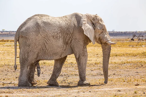 Elefante Caminando Desierto Africano Seco —  Fotos de Stock