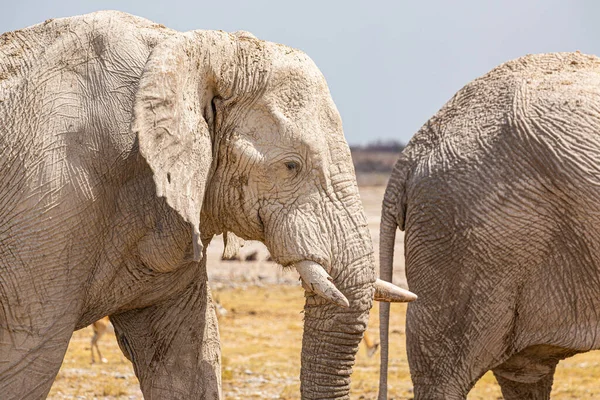 Слоновье Стадо Гуляет Сухой Африканской Пустыне — стоковое фото