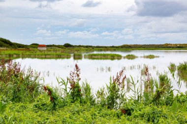 Kuzey Denizi, Ameland, Hollanda 'da bir adada çimenli bir çayır manzarası