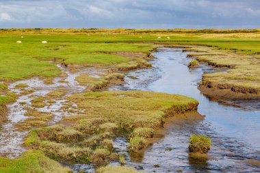 Kuzey Denizi, Ameland, Hollanda 'da bir adada çimenli bir çayır manzarası