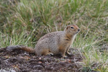 Arctic zemin sincap (Spermophilus parryi)