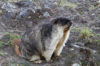 Siyah şapkalı bir sıçan (Marmota camtschatica)