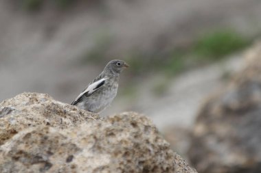 kar kiraz kuşu (plectrophenax nivalis)