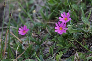 Pembe çiçek Primula cuneifolia