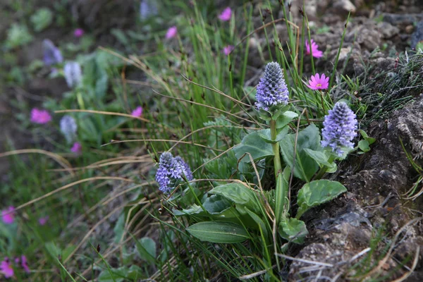 Niebieski Kwiat Lagotis Glauca — Zdjęcie stockowe
