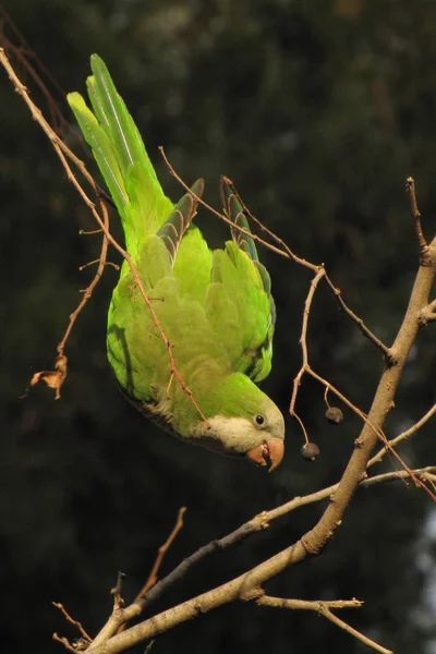 Monk parakeet (Myiopsitta monachus)