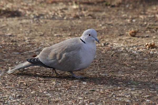 Holubice Lesní Streptopelia Decaocto — Stock fotografie