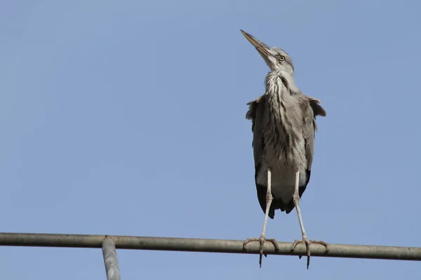 グレイ ヘロン Ardea Cinerea — ストック写真