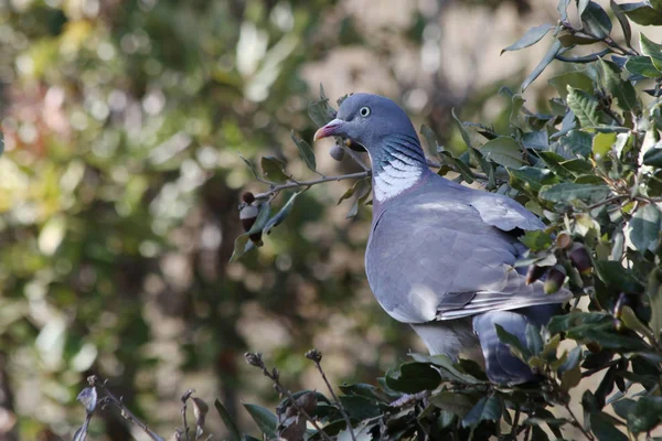 Paloma Madera Común Columba Palumbus — Foto de Stock