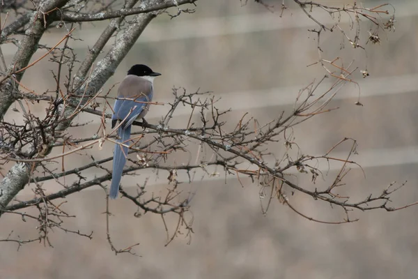 Magpie Asa Azure Cyanopica Cyana — Fotografia de Stock